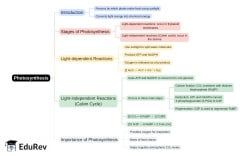Mind Map - PDF Download
