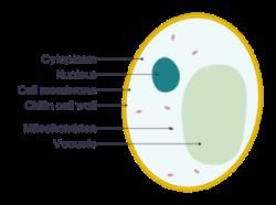 Cell Theory - Class 9 PDF Download