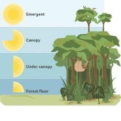 Tropical Rainforests - Year 7 PDF Download