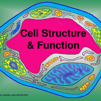 Cell Structure and Function - PPT (Powerpoint Presentation) - Class 9 ...