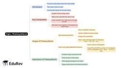 Mind Map - PDF Download