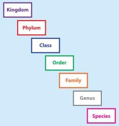 Diversity in the Living World, Taxonomy and Taxonomical Aids - The ...