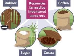 Indian migration and indentured labour - Year 7 PDF Download