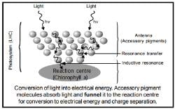 Photosynthesis (Part - 2) - Photosynthesis in Higher Plants, Biology ...