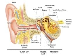 Embryology and Anatomy of Ear - 2 Chapter Notes - Ear Nose Throat (ENT)