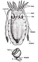 Sepia Mollusca Diagram