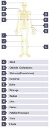 The Skeletal System - Year 7 PDF Download