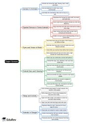 Mind Map: Super Senses - Class 5 PDF Download