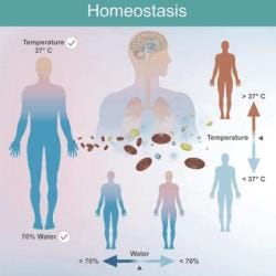 Homeostasis of Body Fluids Chapter Notes - Physiology - NEET PG PDF ...