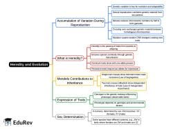 Mind Map: Heredity and Evolution - Class 10 PDF Download