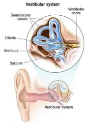 Vestibular Physiology and Assessment of Vestibular Function Chapter ...