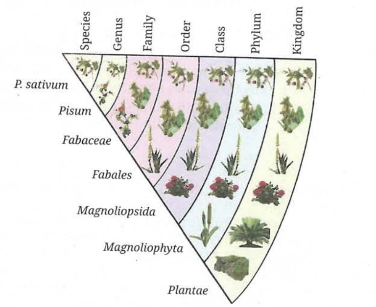 7.1 The Hierarchical Nature of Classification