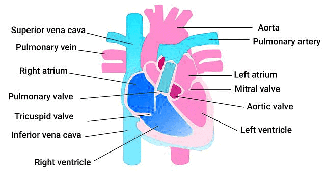 2. Human Heart