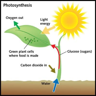 Interdependence of Living Beings - Plants and Animals Chapter Notes | Science Class 5 ICSE