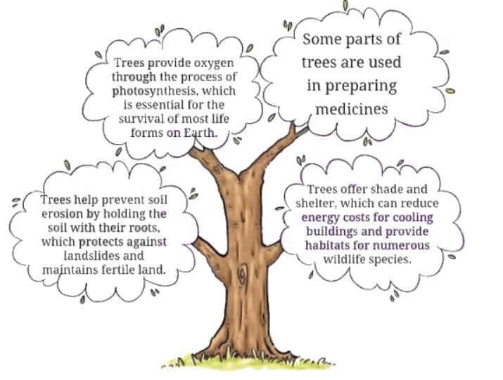 Neem Baba NCERT Solutions | English for Class 6