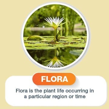 Indian Flora: A Wealth of Native Plants