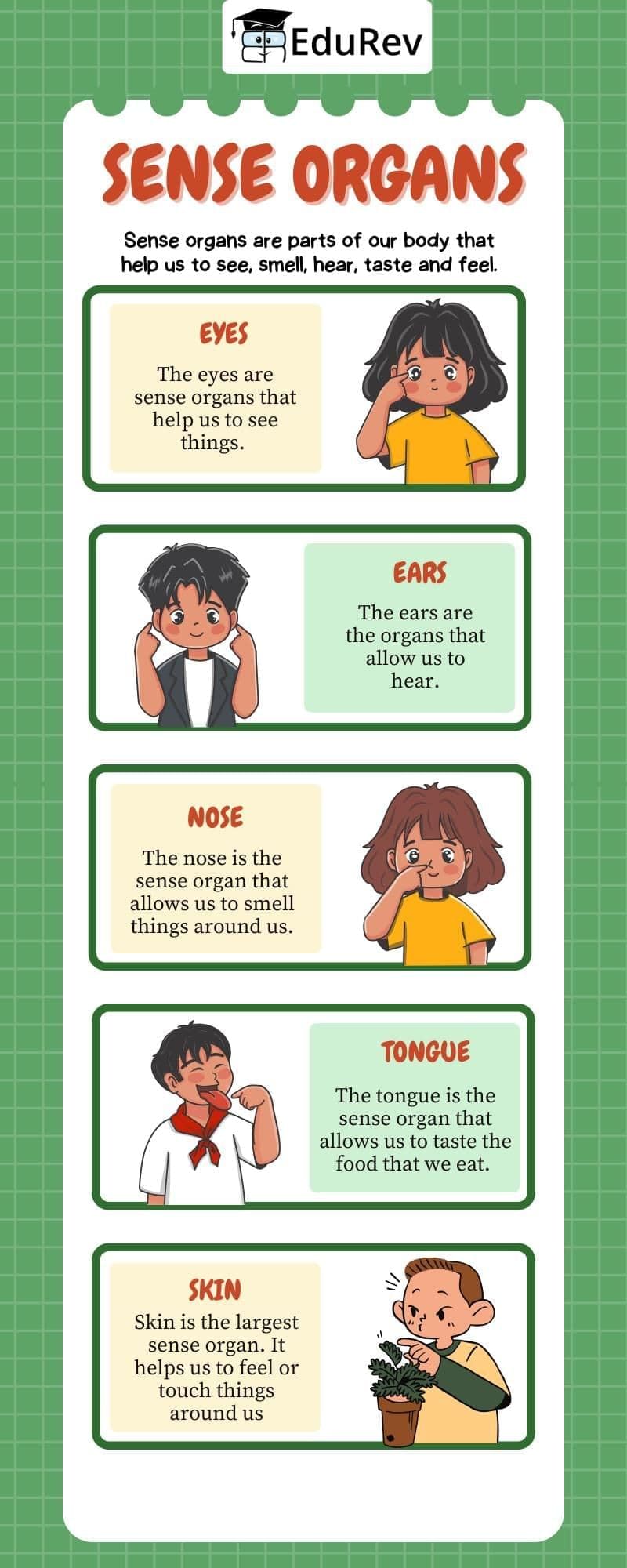 Infographics: Sense Organs | EVS for Class 1