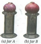 Experimental set-up to observe the growth of roots