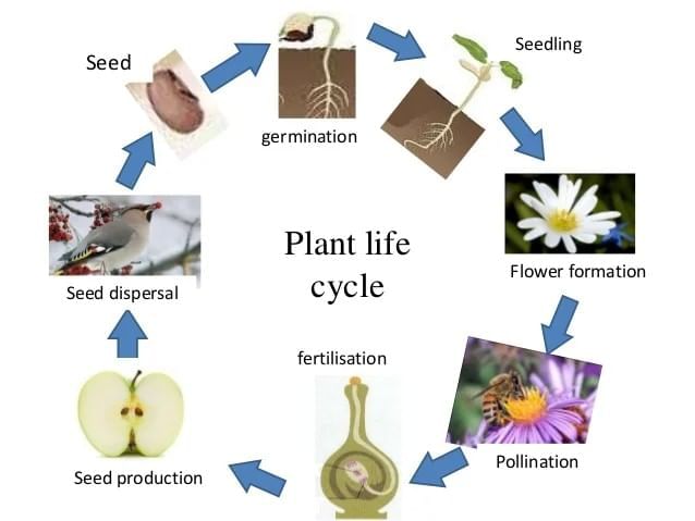 MCQ (Solution) - Our Home: Earth, a Unique Life Sustaining Planet | Science Curiosity Class 8 -  New NCERT