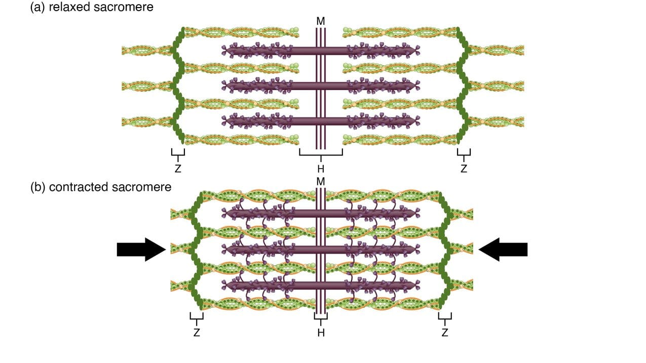 4.1 Parts of Sarcomere