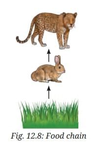 NCERT Based Activity: How Nature Works in Harmony | Science Curiosity Class 8 -  New NCERT