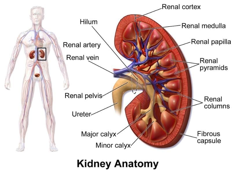 Revision Notes: The Excretory System [Elimination of Body Wastes] | Biology for SSS 2