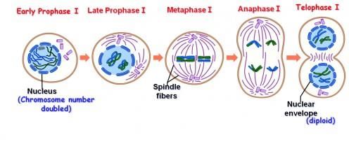 Revision Notes: Structure of Chromosomes, Cell Cycle and Cell Division | Science for Grade 6