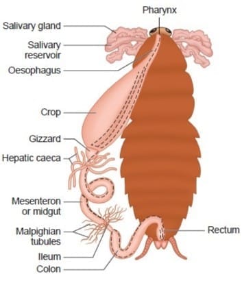 3.3 Cockroach Digestive System