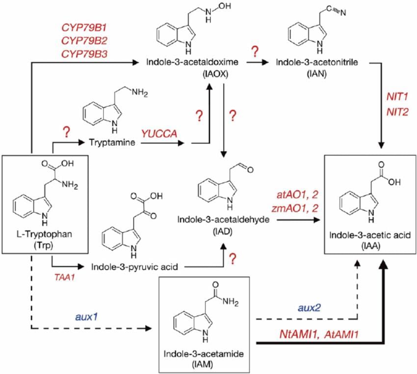 Presumptive pathways of IAA biosynthesis from tryptophan. Solid arrows... |  Download Scientific Diagram