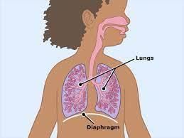 Lungs and Respiratory System (for Teens) - Nemours KidsHealth