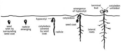 Revision Notes: Agriculture in India II-Cash crops | Geography Class 10 ICSE