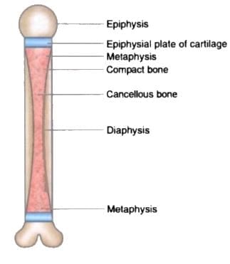 General Anatomy Chapter Notes | Anatomy - NEET PG
