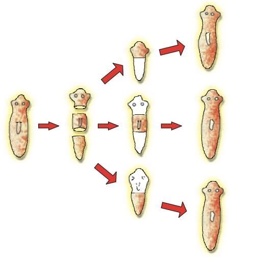 Cheat Sheet: How do Organisms Reproduce | Science Class 10