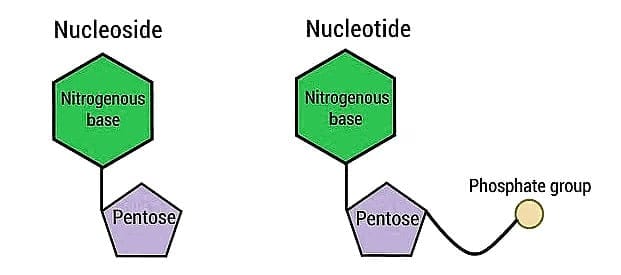 3. Nucleic Acids