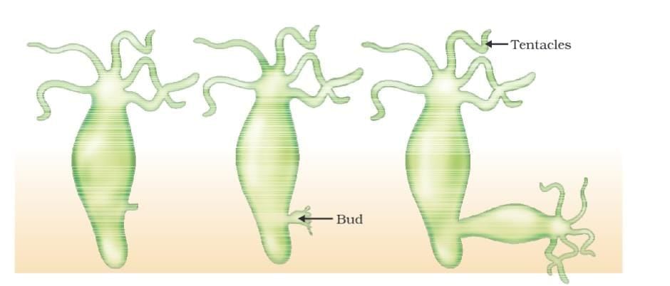 Cheat Sheet: How do Organisms Reproduce | Science Class 10