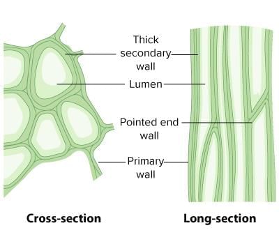 Tissues Class 9 Worksheet Science Chapter 6