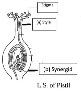 SA (II) – Short Answer Type II (3 Marks)