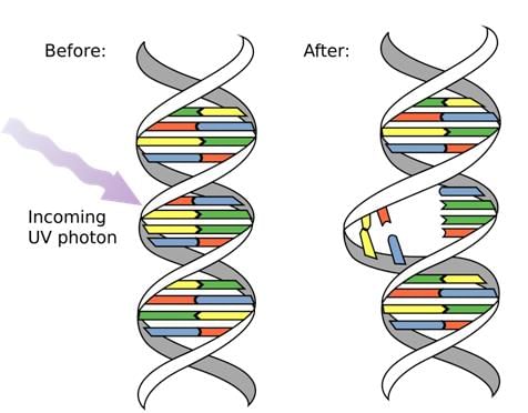 Mutation and Its Types | AP Biology - Grade 9