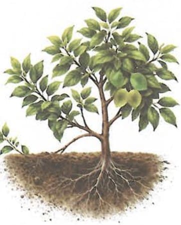 11.1.1 How is vegetative propagation in plants helpful in agriculture?