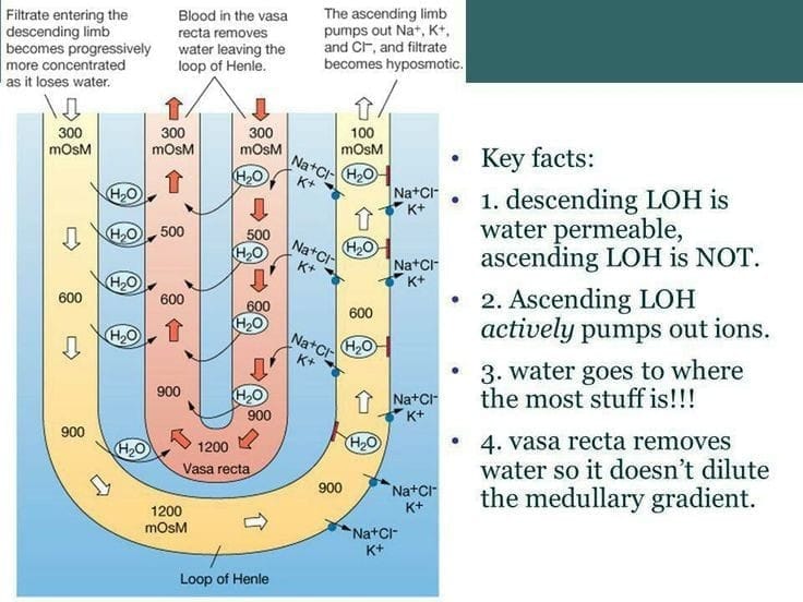 Mechanism of Concentration of the Filtrate (Counter Current Mechanism)