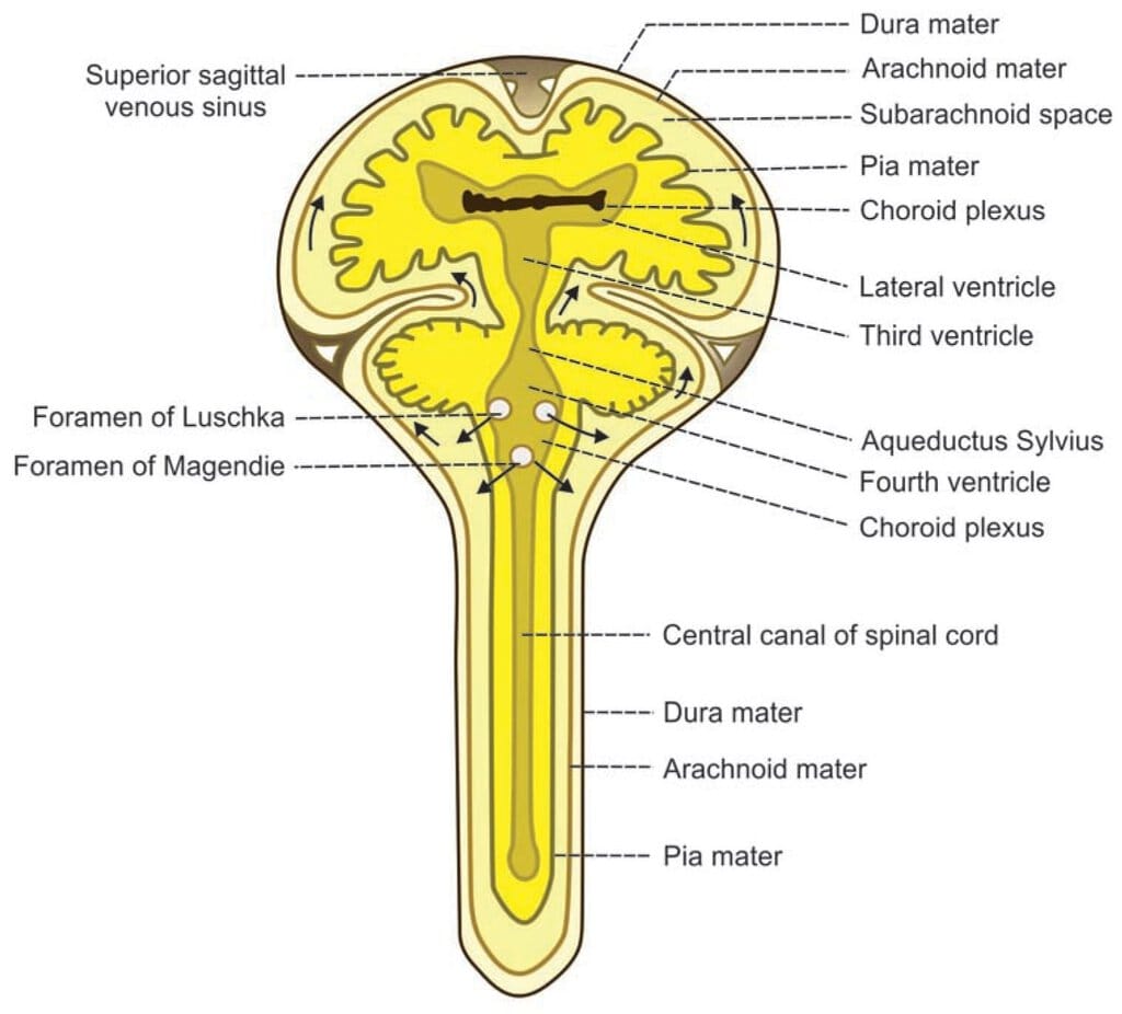 Cerebrospinal Fluid (CSF) Chapter Notes - Human Anatomy and Physiology