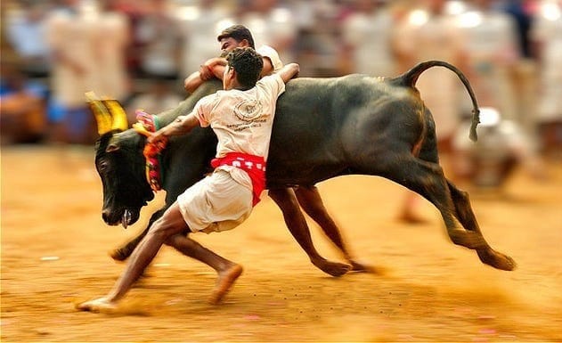 ​Jallikattu