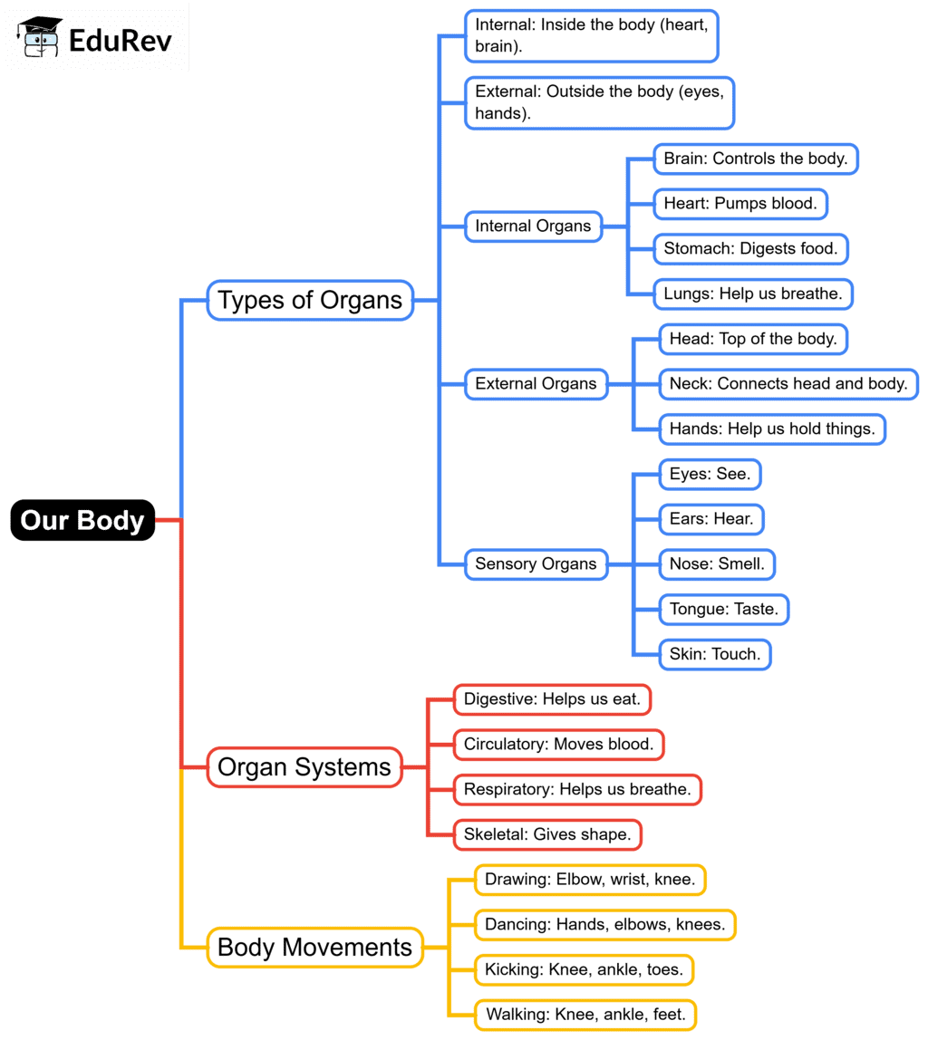 Mind Map: Our Body | EVS for Class 2