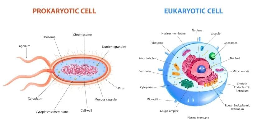Cell, Types of Cell and Organisms | Science & Technology for UPSC CSE