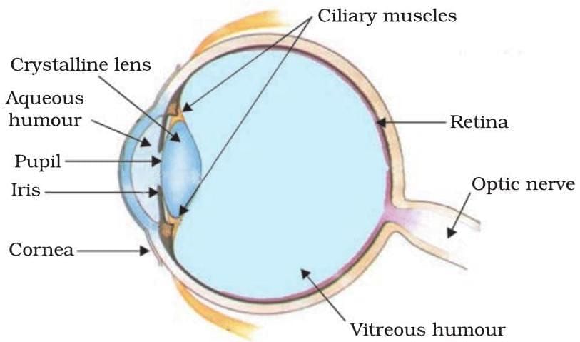 The Human Eye | Science Class 10