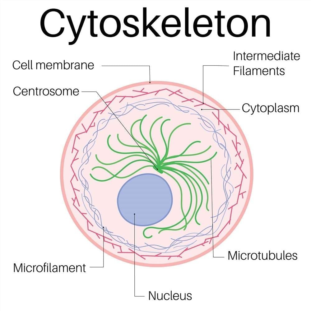 Cytoskeleton