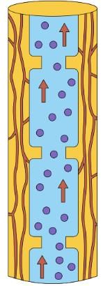 Photosynthesis: Food Making Process in Plants | Science Class 7 (Old NCERT)