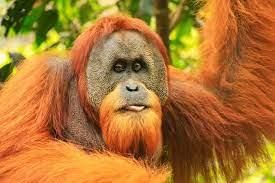 Endangered Animals | General Knowledge for Young Learners - Class 1