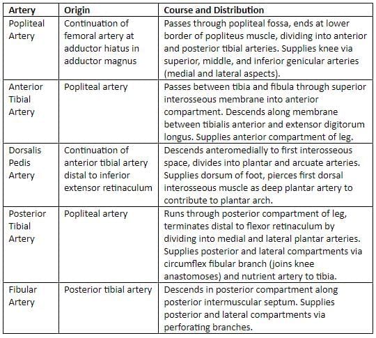 Lower Limb - 2 Chapter Notes | Anatomy - NEET PG