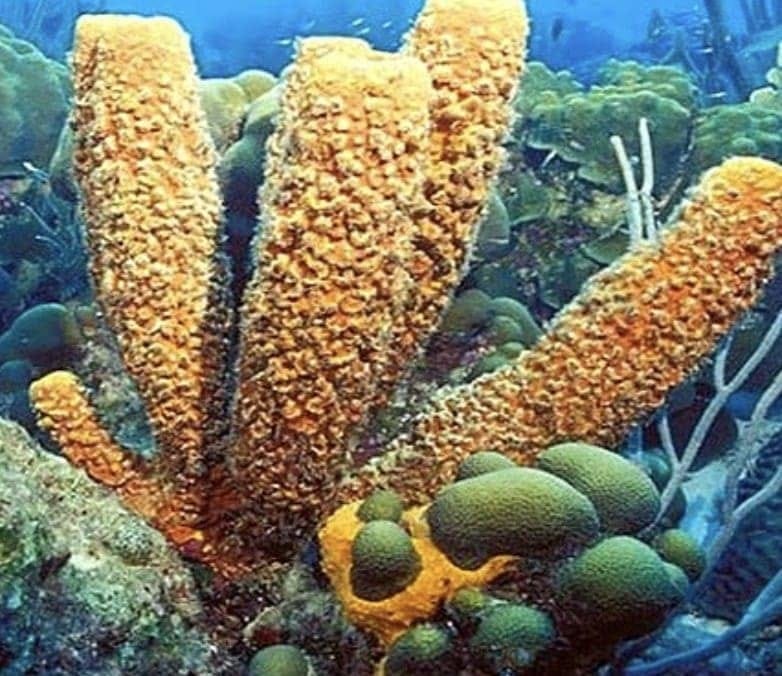 Porifera (pore-bearers) - Multicellularity without tissues